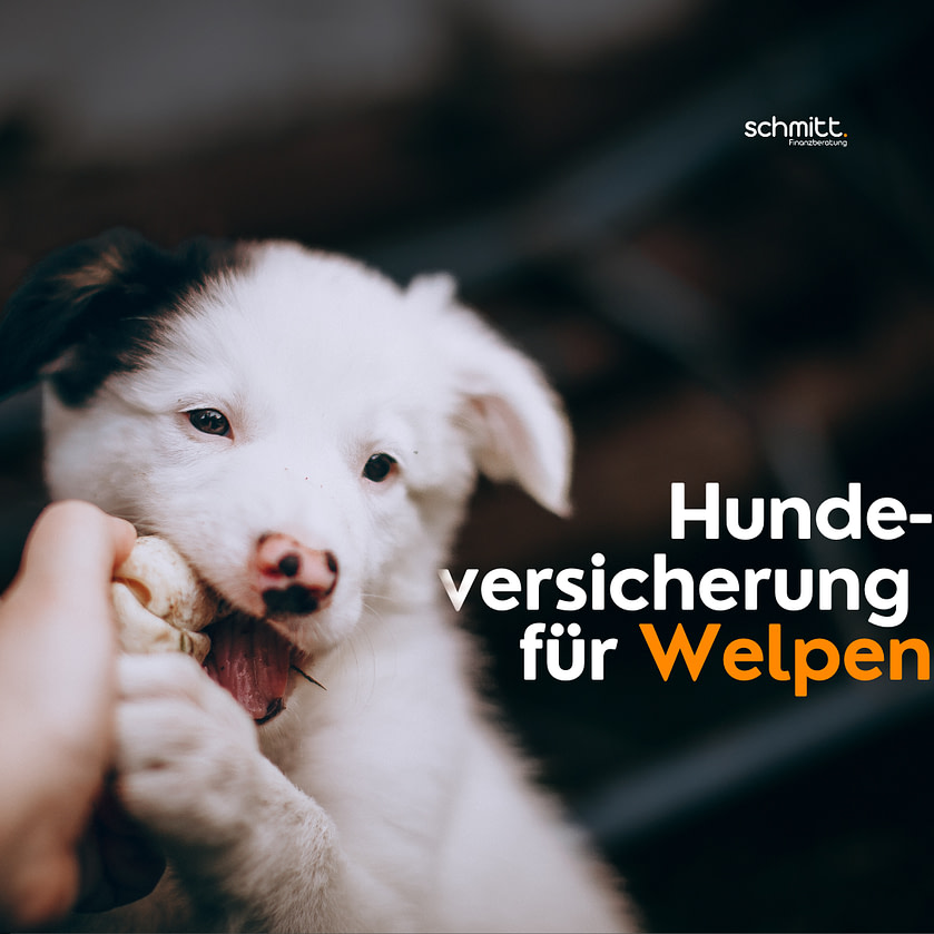 Postings Vorlagen neu geil 8 Versicherungen | Tiere Hundeversicherung für Welpen
